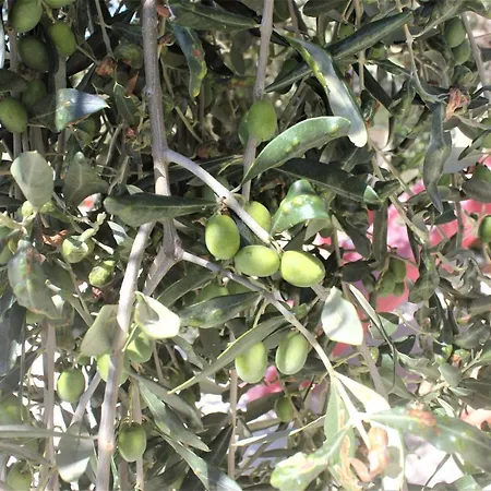 Fattoria Cristina - Bilo