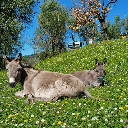 Fattoria Cristina Cozy Duplex With Pool, Animals & Panoramic Terrace Near Cinque Terre - Bilo