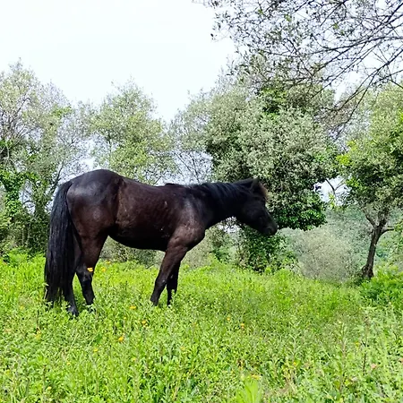 Fattoria Cristina Cozy Duplex With Pool, Animals & Panoramic Terrace Near Cinque Terre - Bilo 카스텔누보디마르가