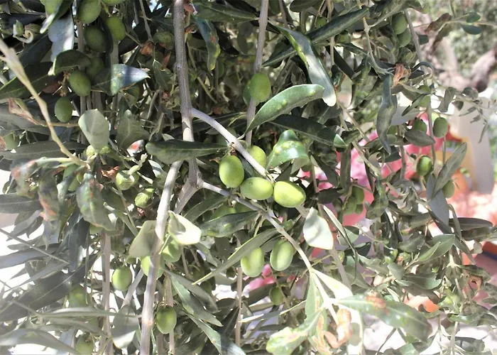 Fattoria Cristina - Bilo